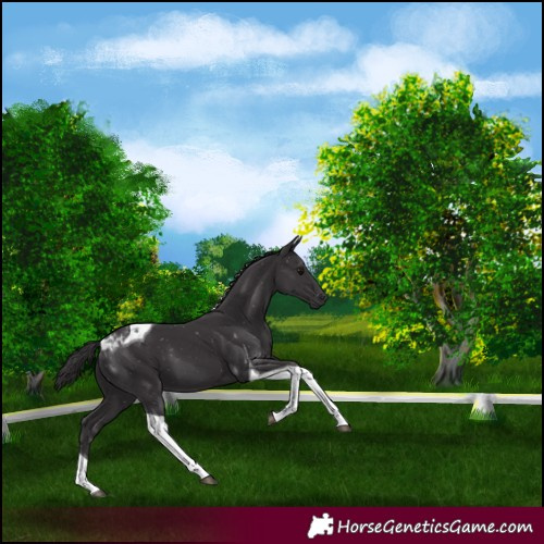 Horse Color:Smoky Black Tobiano