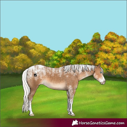 Horse Color:Powder White Gray Silver Smoky Creme Appaloosa