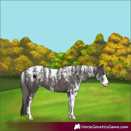 Horse Color:Powder White Smoky Black Appaloosa