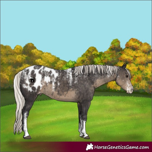 Horse Color:Powder White Silver Smoky Black Appaloosa 