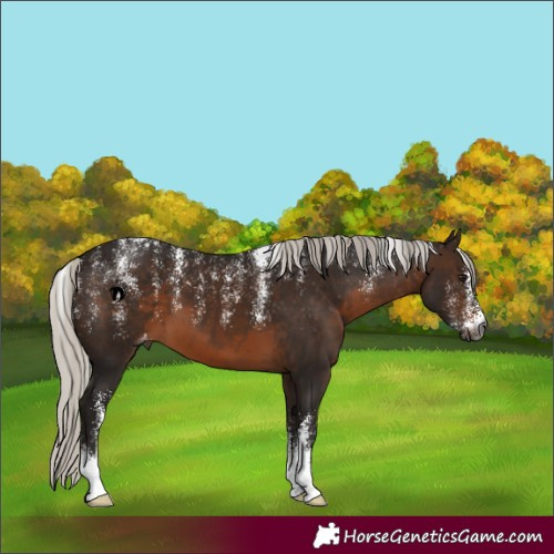 Horse Color:Powder White Gray Silver Brown Appaloosa 
