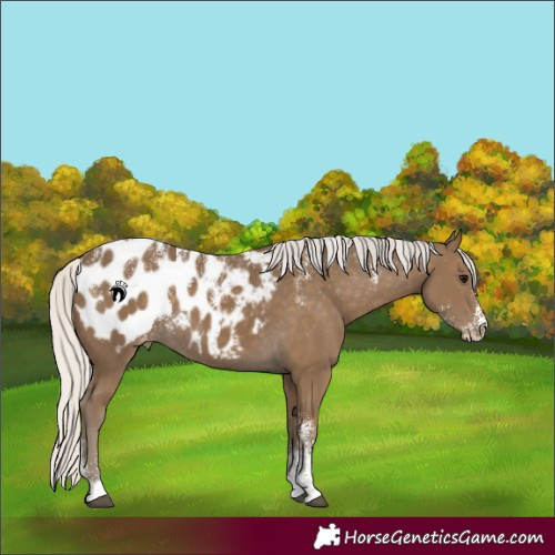 Horse Color:Powder White Silver Smoky Black Appaloosa 