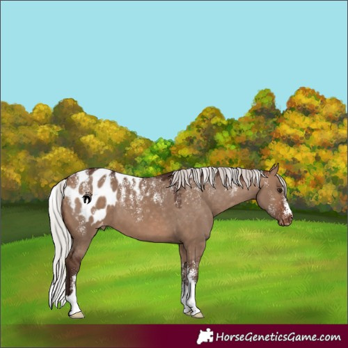 Horse Color:Powder White Silver Brown Dun Appaloosa