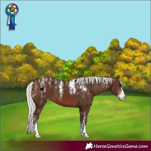 Horse Color:Powder White Silver Brown Appaloosa