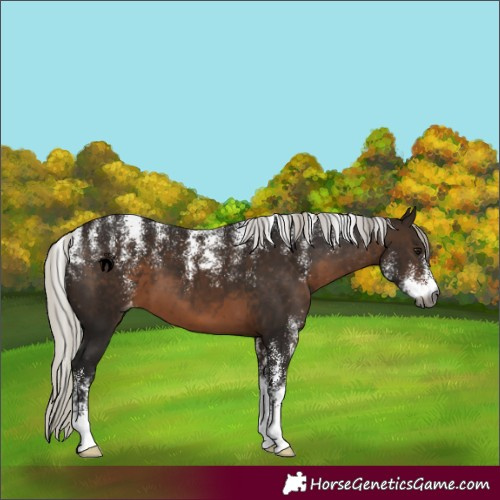 Horse Color:Powder White Gray Silver Brown Appaloosa 