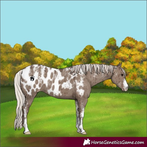 Horse Color:Powder White Silver Grullo Appaloosa Brindle 