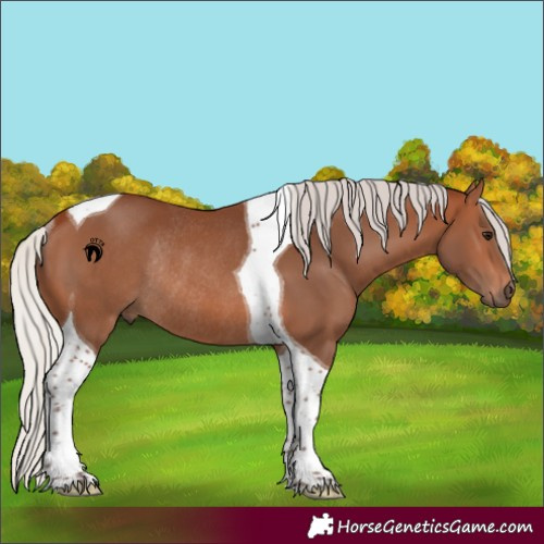 Horse Color:Silver Brown Tobiano Rabicano 