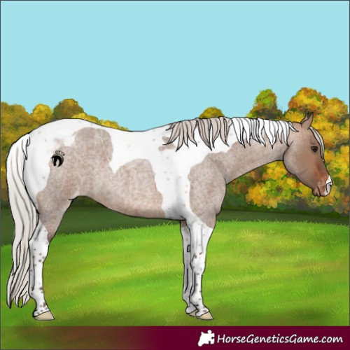 Horse Color:Silver Brown Roan Dun Tobiano Blanket