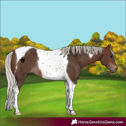 Horse Color:Silver Brown Tobiano Rabicano 