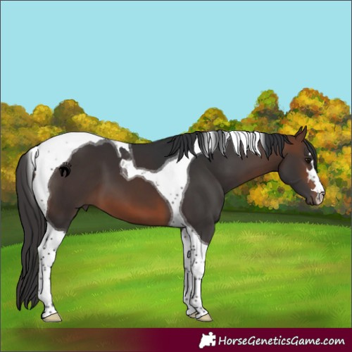 Horse Color:Brown Tobiano
