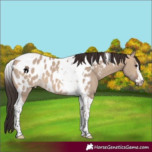 Horse Color:Brown Dun Tobiano Appaloosa 