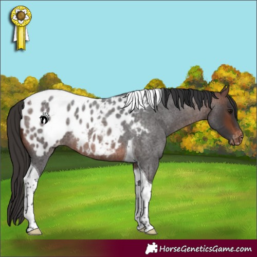 Horse Color:Brown Roan Tobiano Appaloosa Rabicano