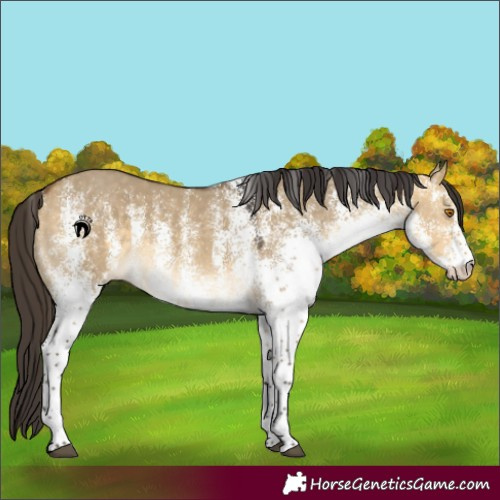 Horse Color:White Spotted Buckskin Dun