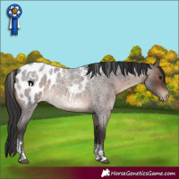 Horse Color:Powder White Brown Roan Appaloosa