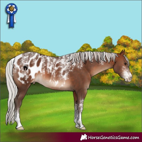 Horse Color:Powder White Silver Brown Appaloosa 