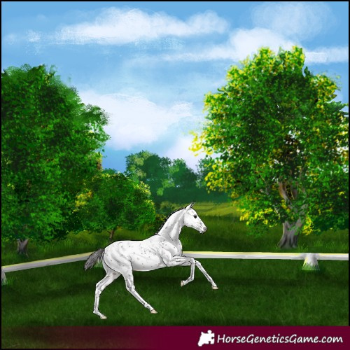 Horse Color:Gray Bay Sabino Rabicano 