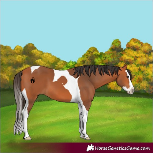 Horse Color:Bay Splash Tobiano 