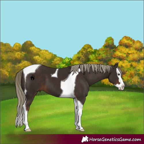 Horse Color:Liver Chestnut Splash Tobiano 