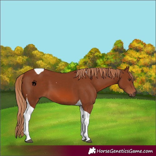 Horse Color:Chestnut Tobiano 