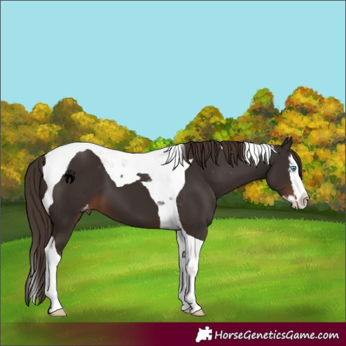 Horse Color:Liver Chestnut Splash Tobiano Appaloosa 