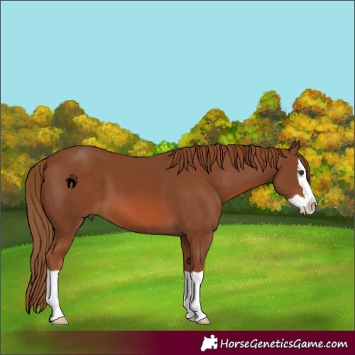 Horse Color:Chestnut Splash 