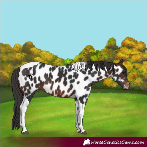 Horse Color:Brown Tobiano Appaloosa
