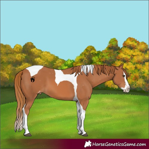 Horse Color:Chestnut Splash Tobiano Appaloosa