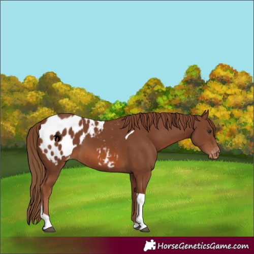 Horse Color:Chestnut Tobiano Appaloosa 