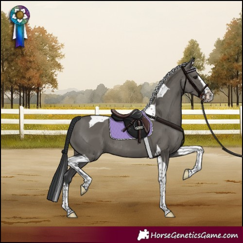 Horse Color:Grullo Splash Tobiano Rabicano 