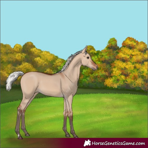 Horse Color:Silver Bay Dun