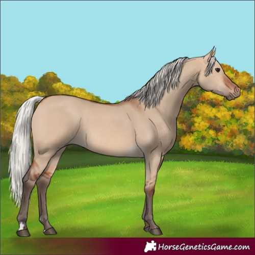 Horse Color:Silver Bay Dun