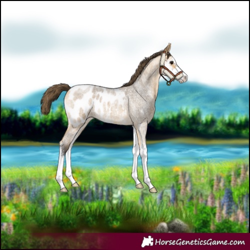 Horse Color:Buckskin Roan Sabino Appaloosa
