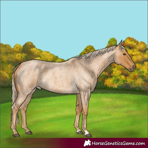 Horse Color:Palomino Roan