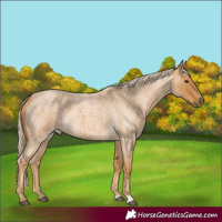 Horse Color:Palomino Roan 