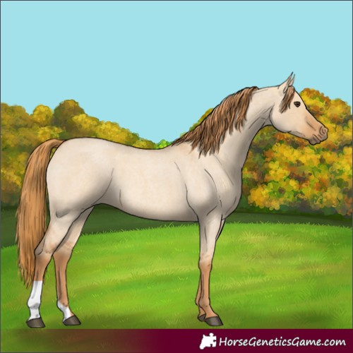 Horse Color:Red Dun Roan 