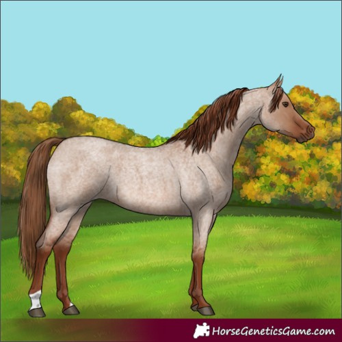 Horse Color:Red Dun Roan