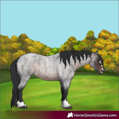 Horse Color:Brown Roan 