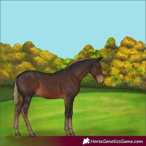 Horse Color:Liver Chestnut 