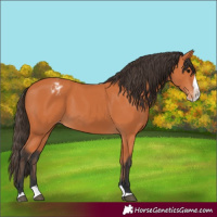 Horse Color:Bay Splash Varnish