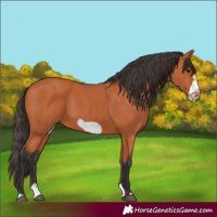 Horse Color:Bay Splash Frame