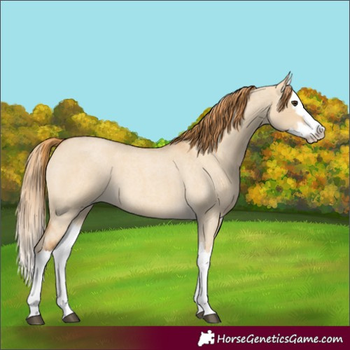 Horse Color:Red Dun Roan Splash 