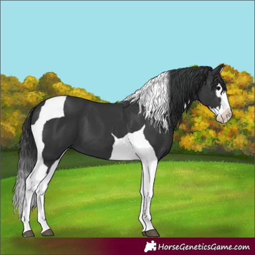 Horse Color:Black Splash Tobiano