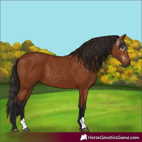 Horse Color:Gray Bay