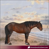 Horse Color:Liver Chestnut 