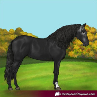 Horse Color:Gray Black 