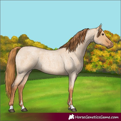 Horse Color:Red Dun Roan 