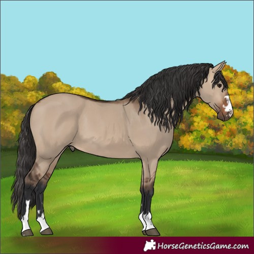 Horse Color:Brown Dun