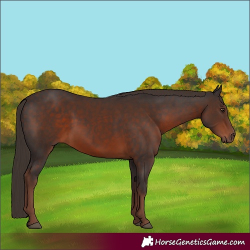 Horse Color:Liver Chestnut 