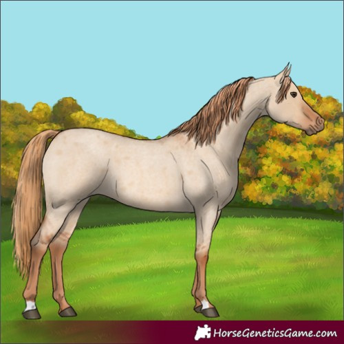 Horse Color:Red Dun Roan