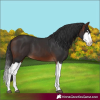 Horse Color:Brown Splash 